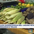 Video: Bulog Diperintahkan Beli Jagung Petani Rp5.500/Kg