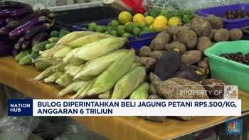 Video: Bulog Diperintahkan Beli Jagung Petani Rp5.500/Kg