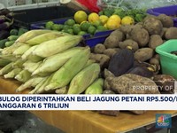 Video: Bulog Diperintahkan Beli Jagung Petani Rp5.500/Kg