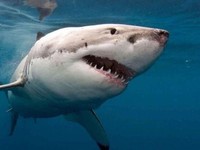 Ikan Hiu. (Dok. Australia Plus ABC)