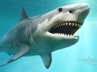 Alasan Ikan Hiu Punya Lubang Hidung Walau Tak Memiliki Paru-Paru