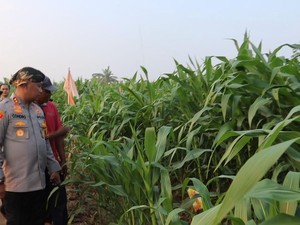 Polres Serang Ubah 22 Hektare Lahan Tidur di Kopo Jadi Areal Jagung