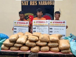 3 Warga Sumbar Kepergok Polisi saat Hendak Jemput 39 Kg Ganja di Madina