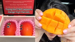 Wah! Rasa Mangga Jepang Seharga Rp 3,5 Juta Bikin Takjub