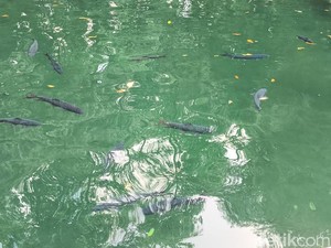 Kisah dan Mitos di Balik Ikan Dewa Kuningan