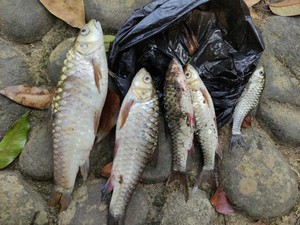 Usai Ikan-ikan Mati Mendadak, Kini Giliran Warga Kampung Naga Gatal-gatal