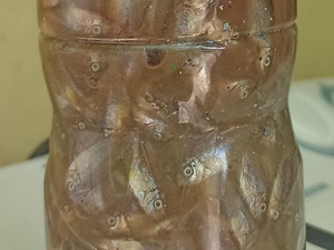 Uniknya Ikan Mbarase di Pantai Sikka NTT, Hanya Muncul Saat Bulan Sabit