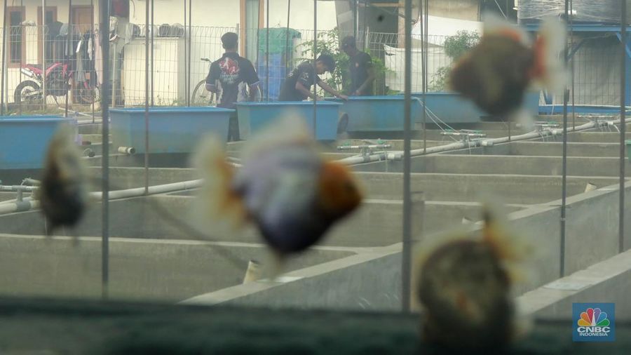 Pembudidaya ikan Mas Koki (Goldfish) saat menggecek kondisi ikan di area pembudidayaan Goldfish Farm, Serpong, Tangerang Selatan, Banten, Sabtu (13/6/2025). Pembudidaya ikan Mas Koki (Goldfish) saat menggecek kondisi ikan di area pembudidayaan Goldfish Farm, Serpong, Tangerang Selatan, Banten, Sabtu (13/6/2025). (CNBC Indonesia/Muhammad Sabki)