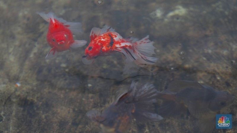 Pembudidaya ikan Mas Koki (Goldfish) saat menggecek kondisi ikan di area pembudidayaan Goldfish Farm, Serpong, Tangerang Selatan, Banten, Sabtu (13/6/2025). Pembudidaya ikan Mas Koki (Goldfish) saat menggecek kondisi ikan di area pembudidayaan Goldfish Farm, Serpong, Tangerang Selatan, Banten, Sabtu (13/6/2025). (CNBC Indonesia/Muhammad Sabki)