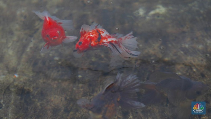 Pembudidaya ikan Mas Koki (Goldfish) saat menggecek kondisi ikan di area pembudidayaan Goldfish Farm, Serpong, Tangerang Selatan, Banten, Sabtu (13/6/2025). (CNBC Indonesia/Muhammad Sabki)