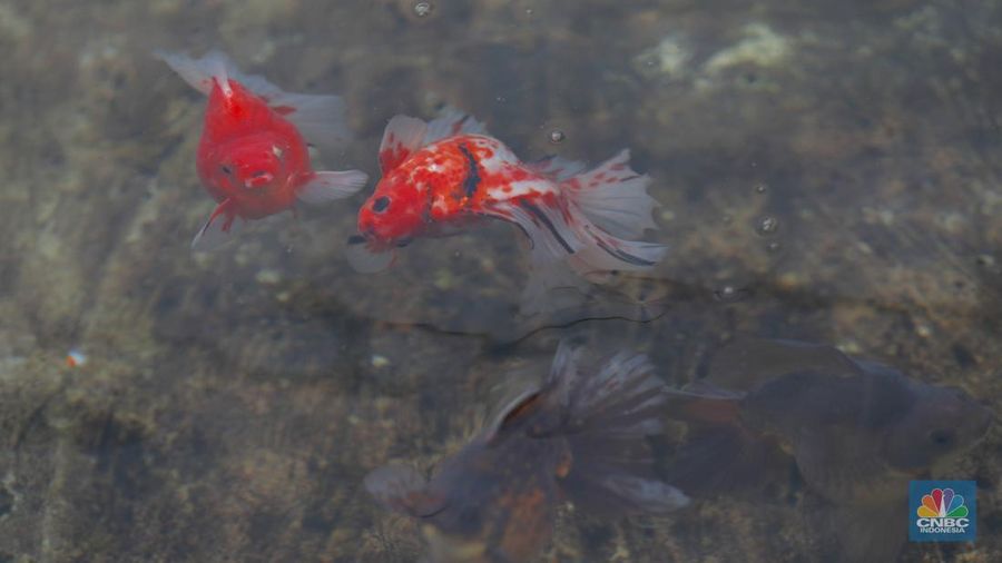 Pembudidaya ikan Mas Koki (Goldfish) saat menggecek kondisi ikan di area pembudidayaan Goldfish Farm, Serpong, Tangerang Selatan, Banten, Sabtu (13/6/2025). Pembudidaya ikan Mas Koki (Goldfish) saat menggecek kondisi ikan di area pembudidayaan Goldfish Farm, Serpong, Tangerang Selatan, Banten, Sabtu (13/6/2025). (CNBC Indonesia/Muhammad Sabki)
