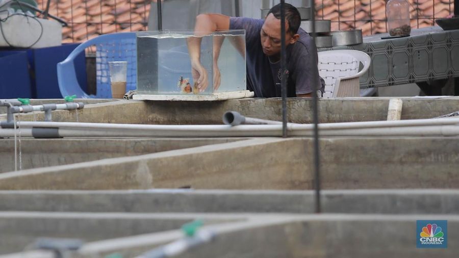 Pembudidaya ikan Mas Koki (Goldfish) saat menggecek kondisi ikan di area pembudidayaan Goldfish Farm, Serpong, Tangerang Selatan, Banten, Sabtu (13/6/2025). Pembudidaya ikan Mas Koki (Goldfish) saat menggecek kondisi ikan di area pembudidayaan Goldfish Farm, Serpong, Tangerang Selatan, Banten, Sabtu (13/6/2025). (CNBC Indonesia/Muhammad Sabki)