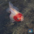Pembudidaya ikan Mas Koki (Goldfish) saat menggecek kondisi ikan di area pembudidayaan Goldfish Farm, Serpong, Tangerang Selatan, Banten, Sabtu (13/6/2025). (CNBC Indonesia/Muhammad Sabki)