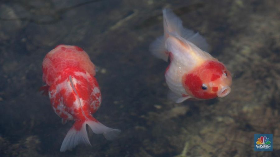 Pembudidaya ikan Mas Koki (Goldfish) saat menggecek kondisi ikan di area pembudidayaan Goldfish Farm, Serpong, Tangerang Selatan, Banten, Sabtu (13/6/2025). (CNBC Indonesia/Muhammad Sabki)
