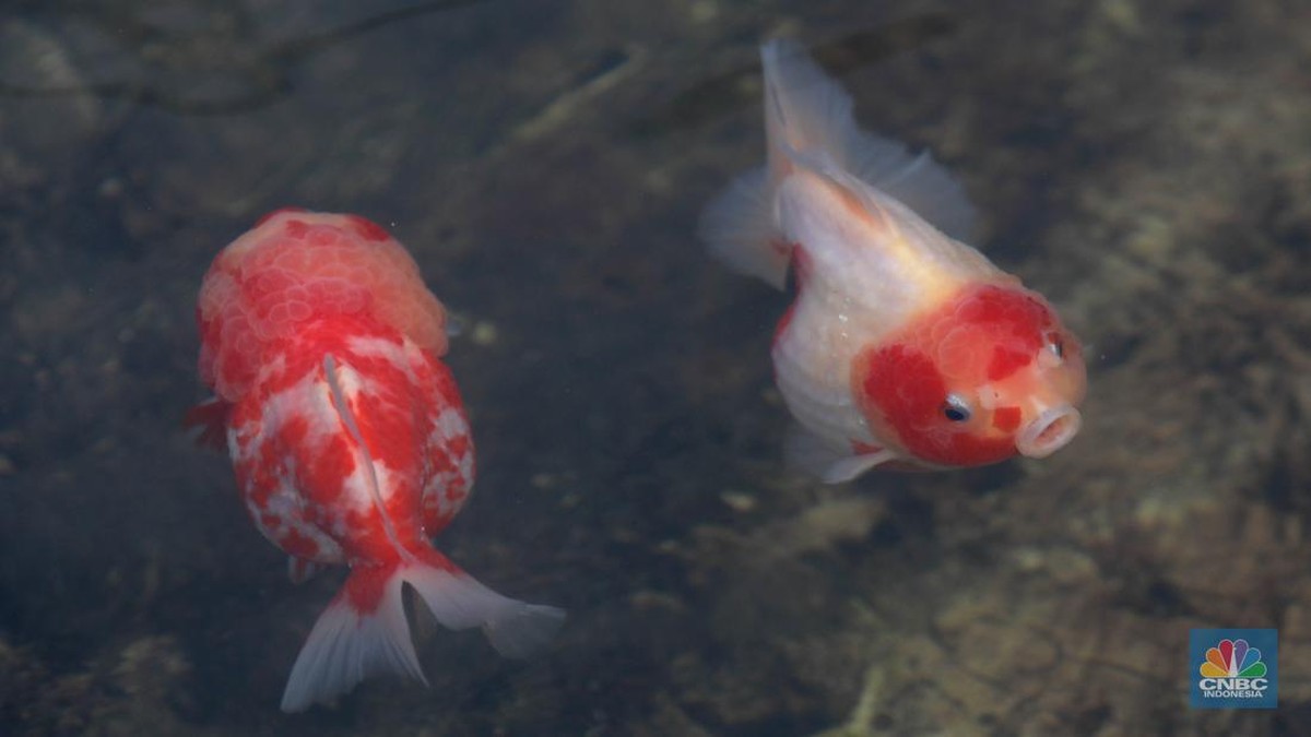 Tok! Pengadilan Putuskan Ikan Ini Punya "Hak Asasi"