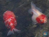 Pembudidaya ikan Mas Koki (Goldfish) saat menggecek kondisi ikan di area pembudidayaan Goldfish Farm, Serpong, Tangerang Selatan, Banten, Sabtu (13/6/2025). (CNBC Indonesia/Muhammad Sabki)