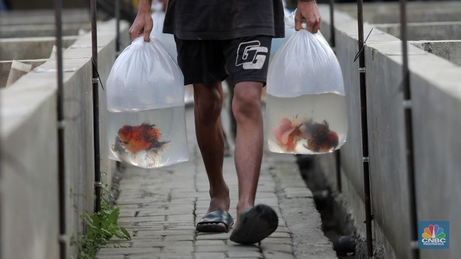 Pembudidaya ikan Mas Koki (Goldfish) saat menggecek kondisi ikan di area pembudidayaan Goldfish Farm, Serpong, Tangerang Selatan, Banten, Sabtu (13/6/2025). Pembudidaya ikan Mas Koki (Goldfish) saat menggecek kondisi ikan di area pembudidayaan Goldfish Farm, Serpong, Tangerang Selatan, Banten, Sabtu (13/6/2025). (CNBC Indonesia/Muhammad Sabki)