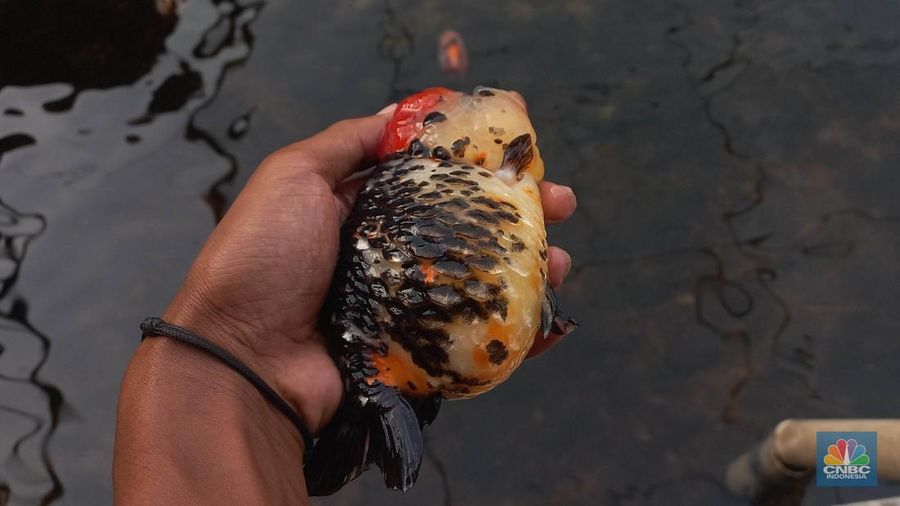 Pembudidaya ikan Mas Koki (Goldfish) saat menggecek kondisi ikan di area pembudidayaan Goldfish Farm, Serpong, Tangerang Selatan, Banten, Sabtu (13/6/2025). Pembudidaya ikan Mas Koki (Goldfish) saat menggecek kondisi ikan di area pembudidayaan Goldfish Farm, Serpong, Tangerang Selatan, Banten, Sabtu (13/6/2025). (CNBC Indonesia/Muhammad Sabki)