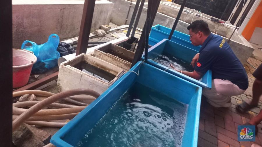 Pembudidaya ikan Mas Koki (Goldfish) saat menggecek kondisi ikan di area pembudidayaan Goldfish Farm, Serpong, Tangerang Selatan, Banten, Sabtu (13/6/2025). Pembudidaya ikan Mas Koki (Goldfish) saat menggecek kondisi ikan di area pembudidayaan Goldfish Farm, Serpong, Tangerang Selatan, Banten, Sabtu (13/6/2025). (CNBC Indonesia/Muhammad Sabki)