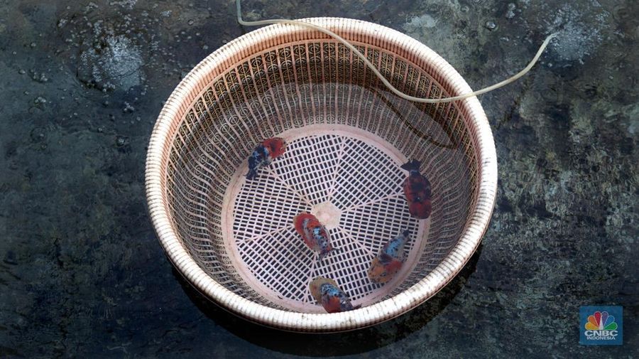 Pembudidaya ikan Mas Koki (Goldfish) saat menggecek kondisi ikan di area pembudidayaan Goldfish Farm, Serpong, Tangerang Selatan, Banten, Sabtu (13/6/2025). (CNBC Indonesia/Muhammad Sabki)