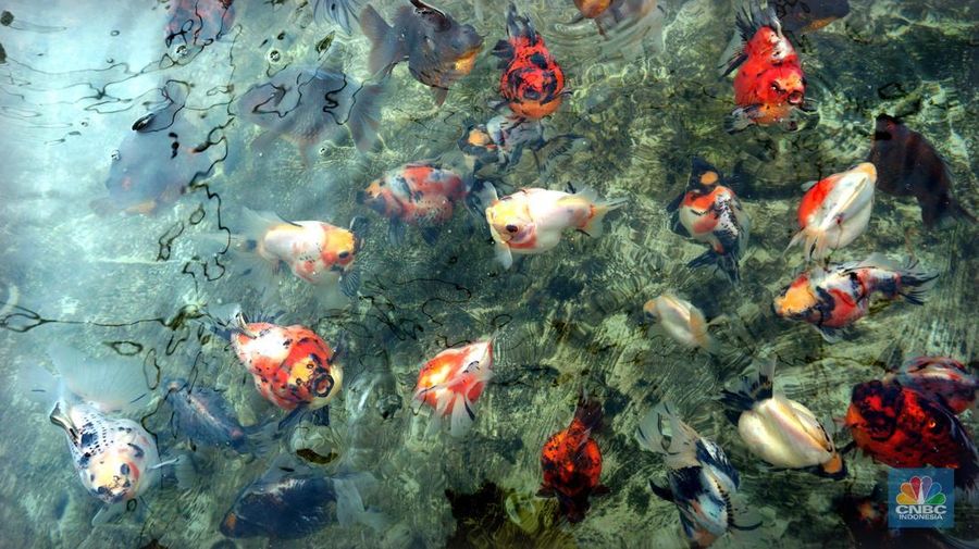 Pembudidaya ikan Mas Koki (Goldfish) saat menggecek kondisi ikan di area pembudidayaan Goldfish Farm, Serpong, Tangerang Selatan, Banten, Sabtu (13/6/2025). Pembudidaya ikan Mas Koki (Goldfish) saat menggecek kondisi ikan di area pembudidayaan Goldfish Farm, Serpong, Tangerang Selatan, Banten, Sabtu (13/6/2025). (CNBC Indonesia/Muhammad Sabki)