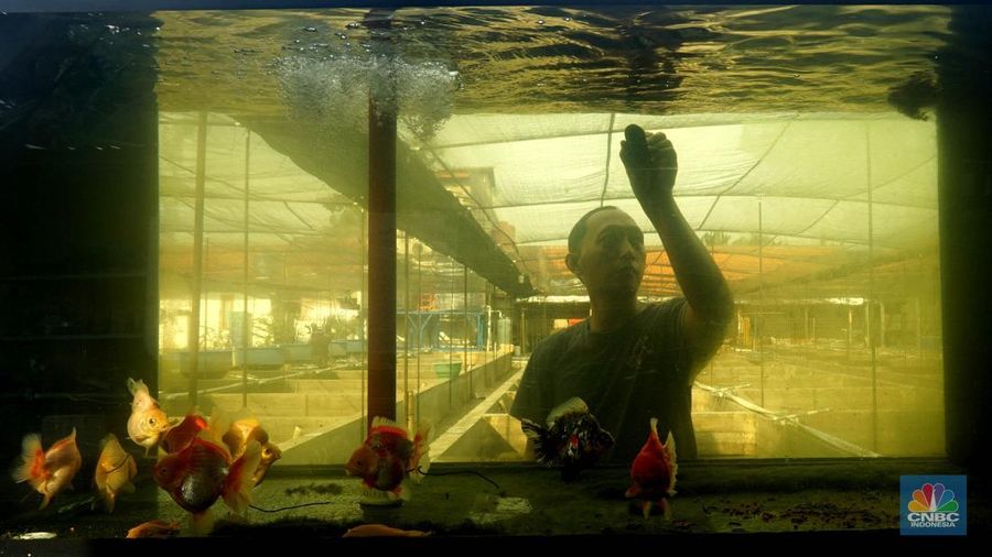Pembudidaya ikan Mas Koki (Goldfish) saat menggecek kondisi ikan di area pembudidayaan Goldfish Farm, Serpong, Tangerang Selatan, Banten, Sabtu (13/6/2025). Pembudidaya ikan Mas Koki (Goldfish) saat menggecek kondisi ikan di area pembudidayaan Goldfish Farm, Serpong, Tangerang Selatan, Banten, Sabtu (13/6/2025). (CNBC Indonesia/Muhammad Sabki)