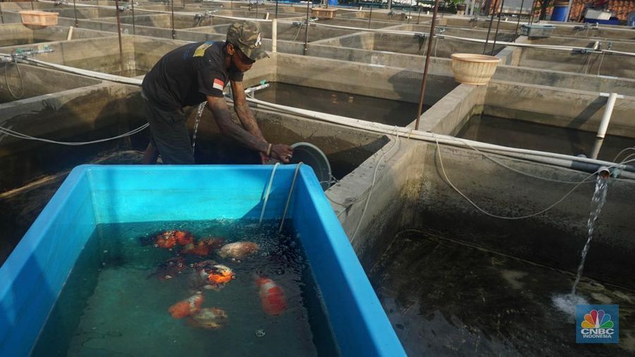 Pembudidaya ikan Mas Koki (Goldfish) saat menggecek kondisi ikan di area pembudidayaan Goldfish Farm, Serpong, Tangerang Selatan, Banten, Sabtu (13/6/2025). Pembudidaya ikan Mas Koki (Goldfish) saat menggecek kondisi ikan di area pembudidayaan Goldfish Farm, Serpong, Tangerang Selatan, Banten, Sabtu (13/6/2025). (CNBC Indonesia/Muhammad Sabki)