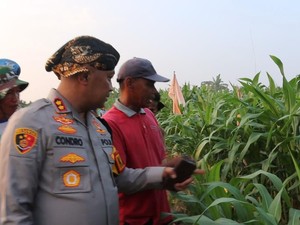Polres Serang Targetkan Tanam 305 Hektare Jagung di 2025