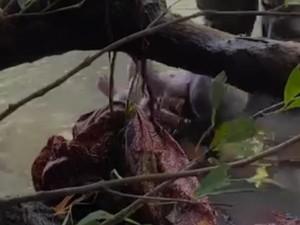 Hendak Cari Ikan, Warga Lombok Tengah Temukan Jasad Bayi di Sungai