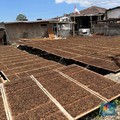 Ini Efek Berantai Pabrik Rokok Setop Beli Tembakau dari Petani
