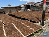 Stok Tembakau Numpuk-Pabrik Setop Beli, Bupati Temanggung Lakukan ini