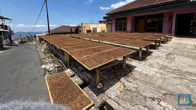 Implikasi Destruktur Kebijakan Tembakau Indonesia