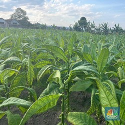 Gudang Garam Cs Setop Beli Tembakau Petani Temanggung, Ada Apa?