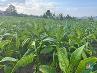 Gudang Garam Cs Setop Beli Tembakau Petani Temanggung, Ada Apa?