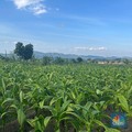 Tak Menyerah Harga Tembakau Anjlok Parah, Petani Pilih Tanam Cabai