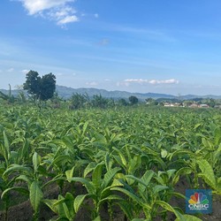 Tak Menyerah Harga Tembakau Anjlok Parah, Petani Pilih Tanam Cabai