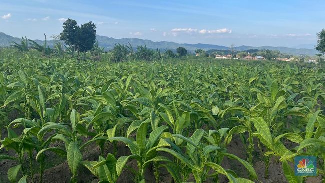 Tak Menyerah Harga Tembakau Anjlok Parah, Petani Pilih Tanam Cabai