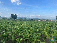 Tak Menyerah Harga Tembakau Anjlok Parah, Petani Pilih Tanam Cabai