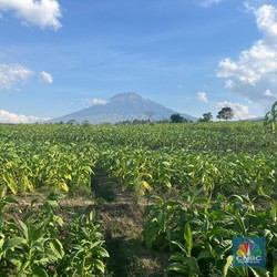 Pabrik Rokok Raksasa Setop Beli Tembakau, Petani Temanggung Menjerit