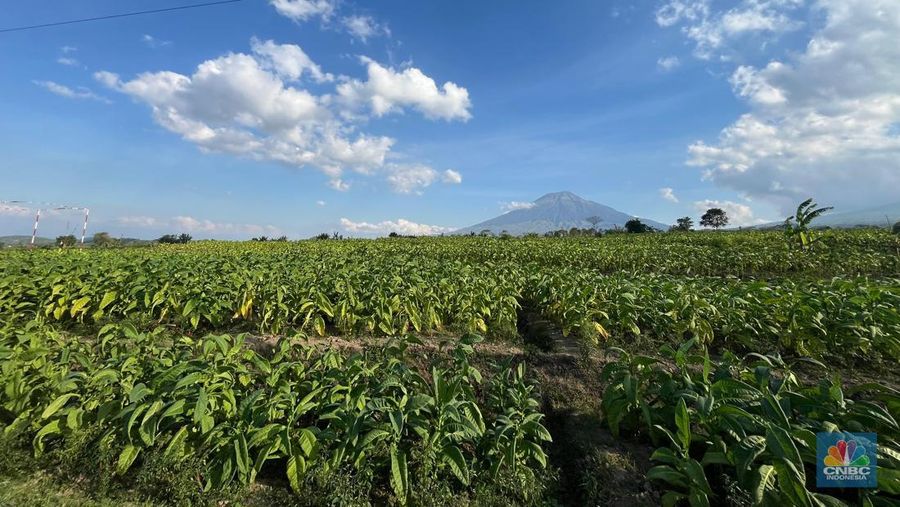 Perkebunan tembakau di Temanggung, Jawa Tengah. (CNBC Indonesia/Tasya Natalia)