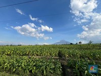 GAPPRI Sambut Positif Wacana Penurunan Cukai Rokok