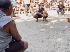 Kapolda NTT Bakal Tindak Kanit Reskrim Jika Terbukti Ikut Judi Sabung Ayam