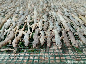 Semenggiurkan Ini Harga Cicak Kering, Bisa Jadi Bisnis Menarik