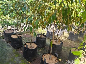 Ucapan HUT Amlapura Diganti Bibit Pohon, Pedagang Tanaman Panen Rezeki