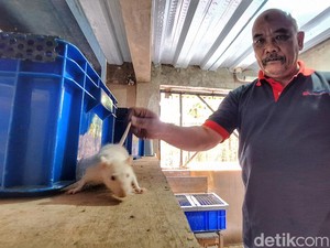 Bisnis Tikus Putih Abah di Bandung yang Kian Lesu