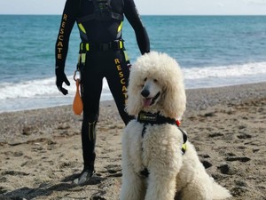 Gemas Banget! Nilo si Anjing Pudel Jadi Penjaga Pantai Spanyol