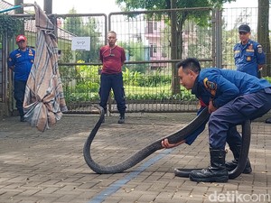 Menengok Cara Penanganan Ular Berbisa Ala Damkar Kota Bandung