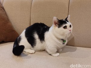 Main Sama Sapi, Kucing Gemoy, di Cat Lounge SCBD