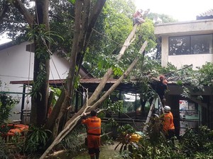Pohon Sapu Tangan 15 Meter di SMA Kota Bogor Tumbang dan Timpa Musala