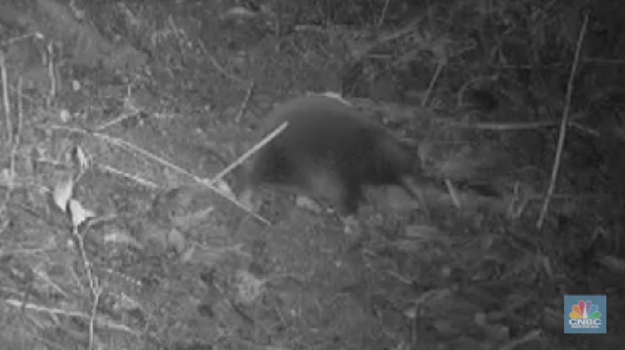 Zaglossus attenboroughi atau payangko, mamalia yang tertangkap kamera jebak. (Dok. Morib, G. dan tim)